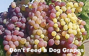 grapes