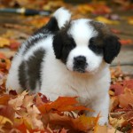 St._Bernard_puppy