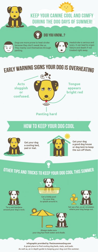 how do you keep a dog cool