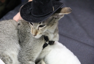 texaskittie