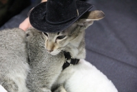 texaskittie