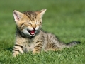 65_cute_cats_wallpapers_hq__1600x1200__www-hqpictures-tk-62-jpg_cat_42