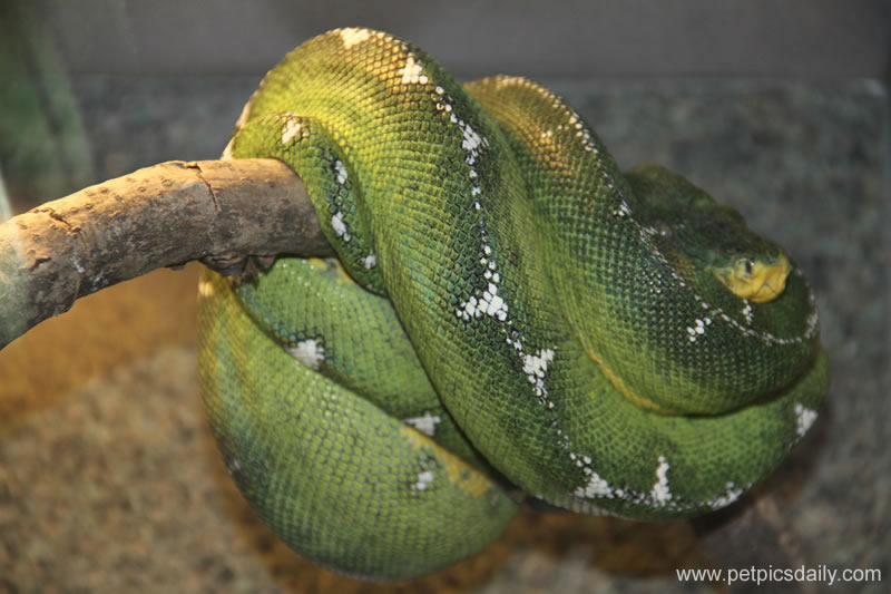 green_tree_python
