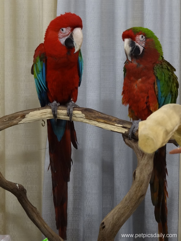 loneyly_rescue_parrots