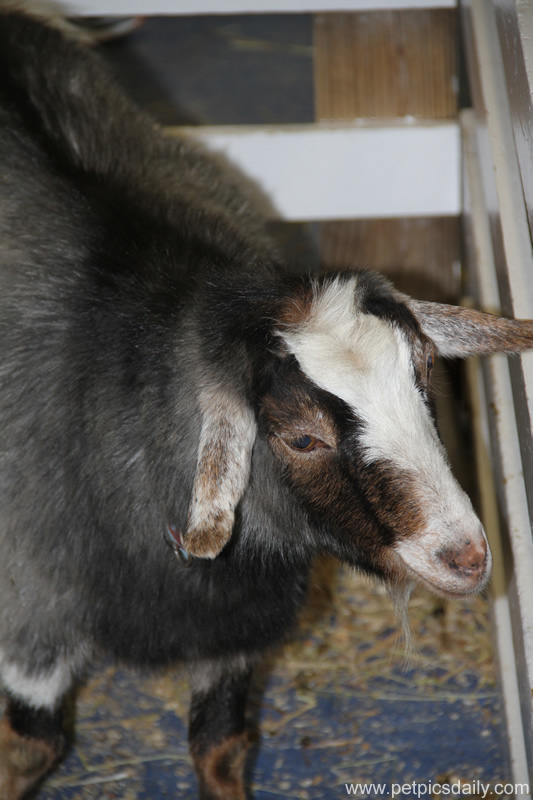 petting_zoo_goats