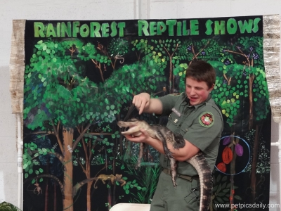 Brendan_Kelly_rainforest_reptiles