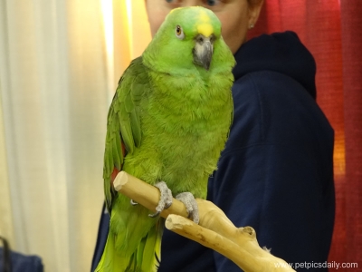 lonely_rescue_green_parrot