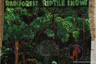 rain_forest_reptile_show