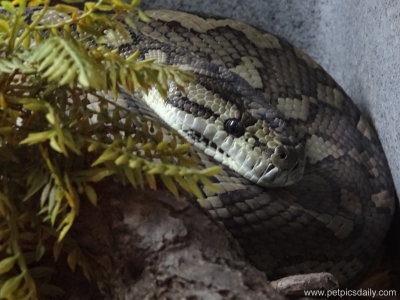 rainforest_reptiles_snake