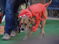lobster_dog