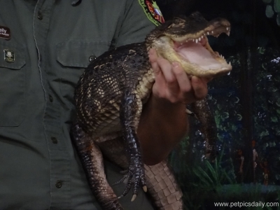 Brendan_Kelly_rainforest_reptiles_show