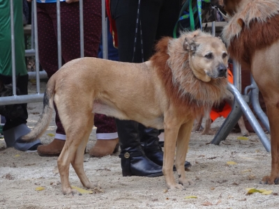 lion dog
