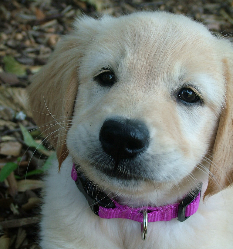 budweiser super bowl xlviii commercial puppy love