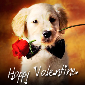 Valentine's Day With Your Pooch - Pet Pics Daily