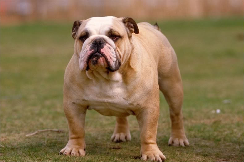 New York City's Favorite Dog Pet Pics Daily