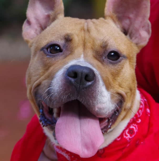 Pet Pic Of The Day Sweet Pea Pet Pics Daily