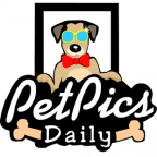 Pet Pics Daily